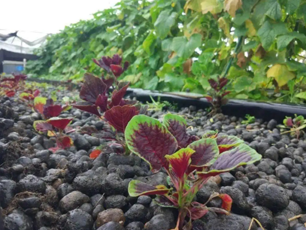 四川陶粒蔬菜種植